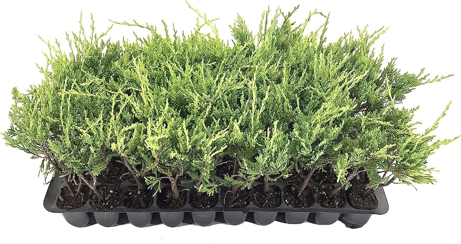 Sea Spray Juniper Live Plants Juniperus Chinensis Drought Tolerant Cold - £32.08 GBP