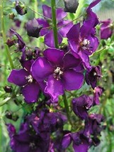 50+ Verbascum Violetta Flower Seeds Deer Resistant  - £7.77 GBP