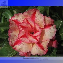 Heirloom Adenium New Destiny Desert Rose Bonsai Seeds, Al Pack, 2 Seeds,... - £3.25 GBP