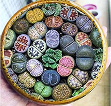 200 Pcs Mix Lithops Plants Mix Varieties Succulents Plants Living Stone ... - $97.43 MXN