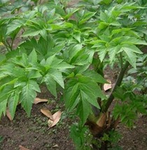 AQL 40 Ashitaba Plant Seeds - £18.70 GBP