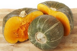 KKG Burgess Buttercup Winter Squash Seeds High Germination Fresh Garden - $7.89
