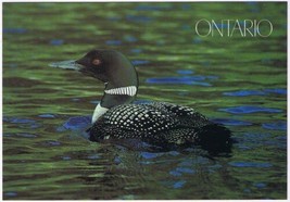 Postcard Common Loon Grebe Ontario 4 3/4&quot; x 6 3/4&quot; - £3.10 GBP