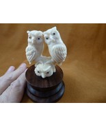 (tb-bird-owl-10) three little white Owls TAGUA NUT palm figurine Bali lo... - £66.31 GBP