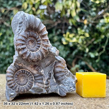 Promicroceras marstonense Ammonite Multi-Block Fossil, Marston Marble, Lower - £39.89 GBP