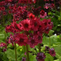 New Fresh Seeds Primula Japonica Millers Crimson Seed - $10.78