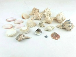 19 Sea Shells Lot Murex Spiked 4&quot; &amp; Smaller Beach Nature Decor Aquarium Natural - £116.28 GBP