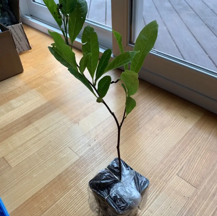 6-12&quot; Tall 4&quot; Pot Star Magnolia Shrub/Tree Live Plant Magnolia stellata - $79.90