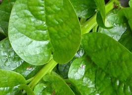 Malabar Spinach Mix Seeds (25+ Seeds) Red &amp; Green(More Heirloom, Organic, Non GM - £3.74 GBP