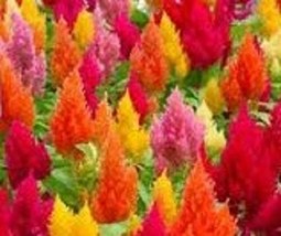 40 Celosia Plumed Flamingo Mix Seven Colorselfseeding Annual Flower SeedsFrom US - £6.58 GBP