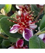 Pineapple Guava - COLD HARDY EDIBLE - Feijoa sellowiana - Young Live Plants - $29.67