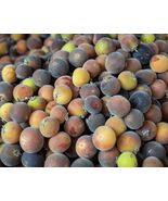 Gooseberry Dovyalis Hebecarpa Ketembilla Ceylonbarbed Berry Cranberr 5 S... - $11.89