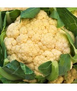 All Year Round Cauliflower Vegetable Seeds Fresh Gardening - $21.40 CAD