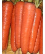 Carrot Tendersweet 40000 Seeds Bulk Great Heirloom Vegetable Fresh Garde... - $30.04