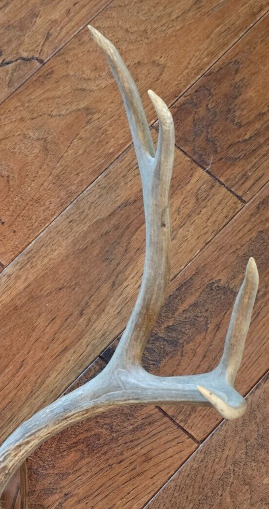 22" wide 4x4 Colorado MULE DEER RACK antlers whitetail mount sheds taxidermy Item image 3