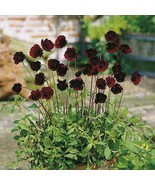 Chocolate Cosmos Plant 50/100 seeds - £10.23 GBP