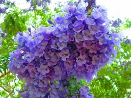 Jacaranda Mimosifolia Fern Tree 60 Seeds Blue Fragrant Bonsai Fresh Gardening Us - $13.78