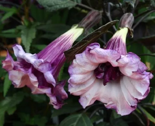 New Fresh 10 Double Purple Angel Trumpet Seeds Tropical Flowers Flower Seed - $13.58