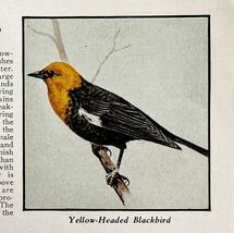 Yellow Headed Blackbird Bird Print 1931 Blue Book Birds Of America Art P... - $14.01 CAD