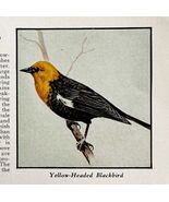 Yellow Headed Blackbird Bird Print 1931 Blue Book Birds Of America Art P... - $181.97 MXN