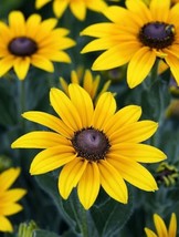 AW 100 Black Eyed Sn Seeds Rudbeckia Hirta Yellow Flower Organic Garden ... - $9.99