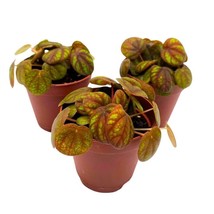 Peperomia Peppermill, 2 inch Set of 3, Orange-y Brown Green Rare Pep - £18.11 GBP