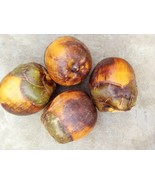 Fresh fruit of African fan palm (Borassus aethiopum), 1 fruit of weight ... - $67.00