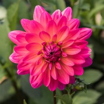 25 Karisha Dahlia Perennial Flowers Seeds Flowering seeds Bloom US Fast ... - $169.03 MXN