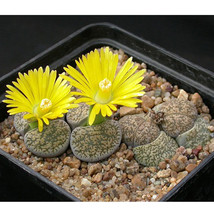 US Seller 100Pcs Lithops Lesliei C341 Succulents Garden Plants Seeds Fast Shippi - £11.57 GBP