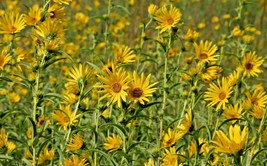 50 Sawtooth Sunflower Seeds Native Wildflower Deer Resistant Perennial Drought - £9.56 GBP