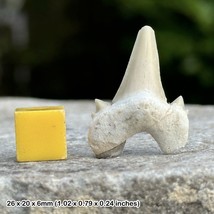 Child&#39;s Genuine Shark Tooth Fossil Gift, Otodus - $12.24