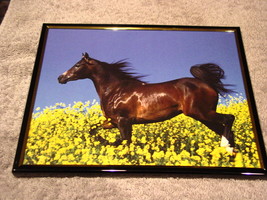 HORSE 8X10 FRAMED PICTURE PRINT - £10.21 GBP