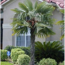 Windmill Palm Tree Seeds Trachycarpus fortunei 5 Seeds Fresh Seeds - $273.60 MXN