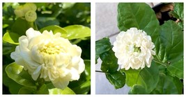 Super Fragrant Grand Duke of Tuscany Jasmine Starter Live Plant 2 to 3&quot; tall - £23.48 GBP