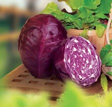 FMG 200 Red Acre Cabbage Seeds Heirloom Organic Non-Gmo Fast Grow - $173.63 MXN