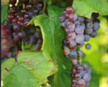 ST. PEPIN Grape Vine -  Bare Root Live Plant - Buy 4 Get 1 Free! - $28.45+
