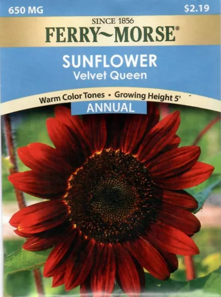 Sunflower Velvet Queen Non-Gmo Flower Seeds - Ferry Morse 12/24 Fresh Garden - $8.00