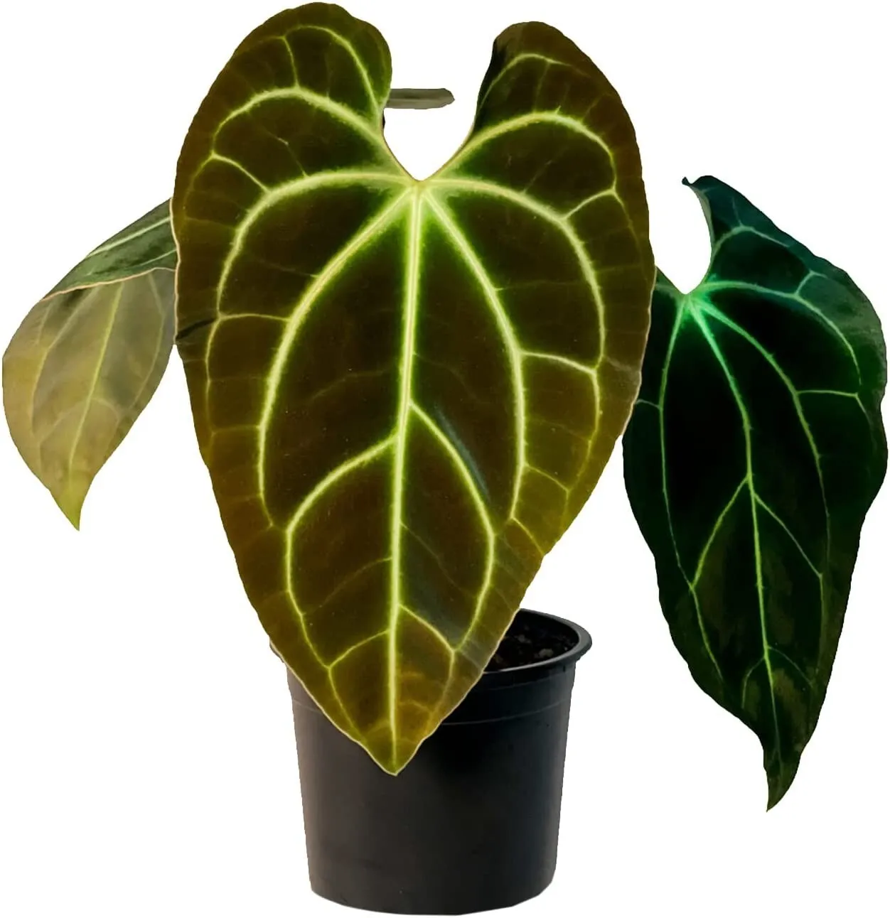 Anthurium Besseae Live Plants - £76.51 GBP