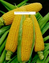 Golden Cross Sweet Corn Seeds - NON-GMO - Vegetable Seeds - BOGO - £1.95 GBP