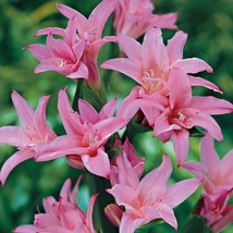 3”+ Plant Bulb ~2-3&#39; Leaves Crinum Powellii Lily Pink Swamp Cape Jumbo - £31.97 GBP