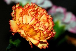 50 Orange Carnation Dianthus Caryophyllus Chabaud Flower Seeds *From US  - $8.35