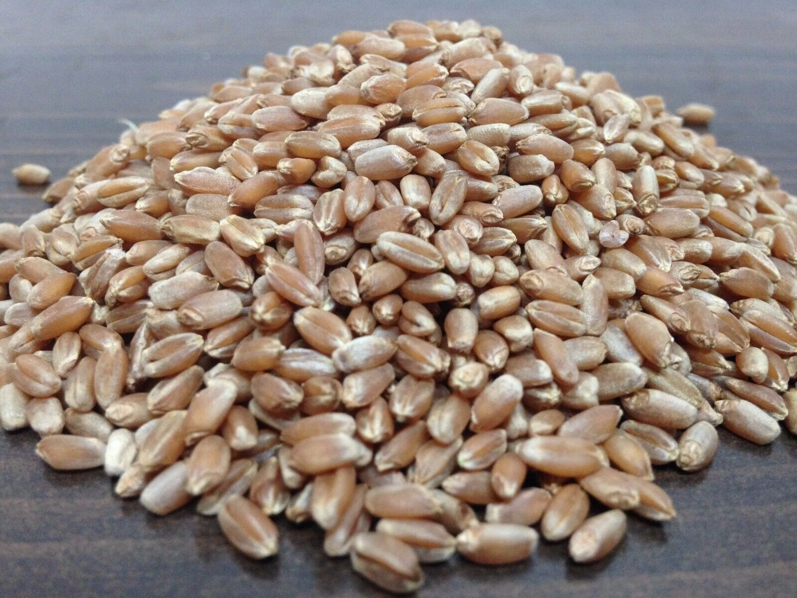 Wheatgrass Seeds - Cat Grass - Seeds - Non Gmo  600-700 seeds - $13.74