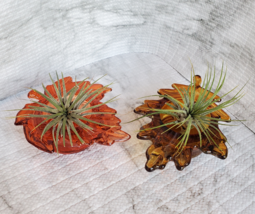 Live Air Plants in Glass Leaf Holders, set of 2 Airplant Pots, Fall Plant