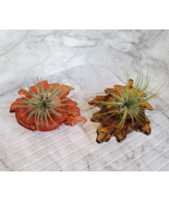 Live Air Plants in Glass Leaf Holders, set of 2 Airplant Pots, Fall Plant - £15.97 GBP