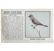 Western Wood Pewee Print 1931 Blue Book Birds Of America Antique Art PCB... - $19.99