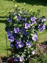 Live Plants HIBISCUS SYRIACUS &#39;BLUEBIRD&#39;, Outdoor Plant, Houseplant Flow... - $21.64