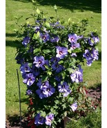 Live Plants HIBISCUS SYRIACUS &#39;BLUEBIRD&#39;, Outdoor Plant, Houseplant Flow... - $21.64