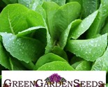 Romaine Lettuce Seeds Parris Island Cos Non Gmo 500 Seeds  Fast Shipping - $8.99