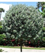 Silver Buttonwood Tree Seeds - £4.71 GBP