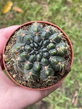 Gymnocalycium baldianum Thread Cactus, Very filled 4 inch pot - £6.05 GBP